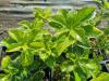 Pachysandra