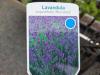 Levandule
