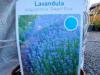 Levandule
