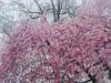 Sakura převislá