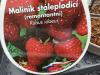 maliník bohéme /stáleplodící/