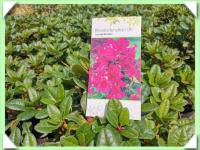 Rododendron zakrslý (kliknout pro zvětšení) Rododendron zakrslý