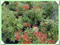 Pieris japonský / různé druhy / (kliknout pro zvětšení) Pieris japonský / různé druhy /
