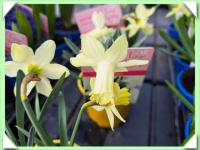 Narcis (kliknout pro zvětšení) Narcis