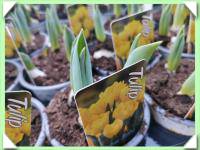 Tulipán nízký / 3 cibule / (kliknout pro zvětšení) Tulipán nízký / 3 cibule /