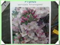 Sakura sloupovitá (kliknout pro zvětšení) Sakura sloupovitá