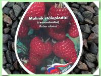 maliník červený - prostokořenný /stáleplodící/ (kliknout pro zvětšení) maliník červený - prostokořenný /stáleplodící/