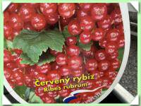 rybíz detvan - červený, keř