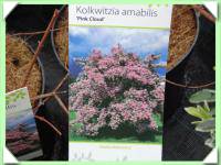Kolkwitzie (kliknout pro zvětšení) Kolkwitzie