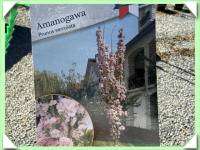 Sakura sloupovitá (kliknout pro zvětšení) Sakura sloupovitá