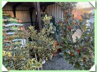 Brslen japonský (kliknout pro zvětšení) Brslen japonský