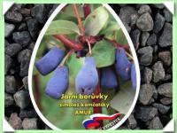 borůvka kamčatská / zimolez / - BALKÁNSKÝ VEL. (kliknout pro zvětšení) borůvka kamčatská / zimolez / - BALKÁNSKÝ VEL.