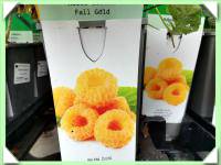 maliník žlutý fallgold /stáleplodící/ - v KONT. (kliknout pro zvětšení) maliník žlutý fallgold /stáleplodící/ - v KONT.