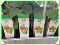 kiwi - solissimo (kliknout pro zvětšení) kiwi - solissimo