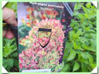 Hortenzie latnatá (kliknout pro zvětšení) Hortenzie latnatá