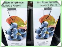 borůvka kanadská - hannah choice