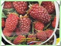 malinoostružina - tayberry buckingham