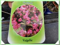 Vajgélie červenolistá (kliknout pro zvětšení) Vajgélie červenolistá