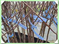 slivoň - švestka french prune ZK / myrobalán / (kliknout pro zvětšení) slivoň - švestka french prune ZK / myrobalán /