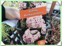 Kalina (kliknout pro zvětšení) Kalina