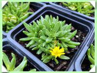 Delosperma (kliknout pro zvětšení) Delosperma