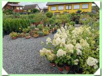 Hortenzie latnatá (kliknout pro zvětšení) Hortenzie latnatá
