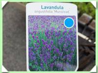 Levandule (kliknout pro zvětšení) Levandule