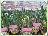 Narcis / více cibulí / (kliknout pro zvětšení) Narcis / více cibulí /