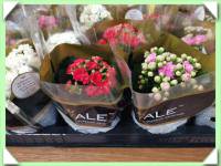 Kalanchoe / různé barvy / (kliknout pro zvětšení) Kalanchoe / různé barvy /