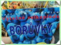 borůvka kanadská - elizabeth (kliknout pro zvětšení) borůvka kanadská - elizabeth