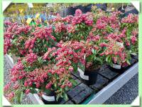 Pieris japonský (kliknout pro zvětšení) Pieris japonský