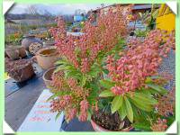 Pieris japonský (kliknout pro zvětšení) Pieris japonský