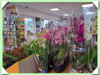 Orchidej (kliknout pro zvětšení) Orchidej