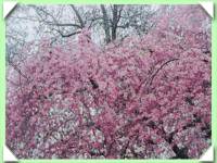 Sakura převislá (kliknout pro zvětšení) Sakura převislá