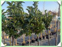 Bobkovišeň na kmínku