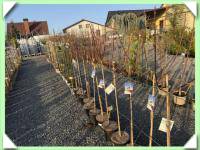 Hortenzie latnatá ma kmínku