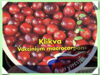brusinka velkoplodá /klikva/