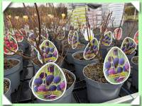 muchovník / Princess Diana /