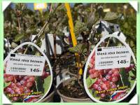 vinná réva - bezsemenná