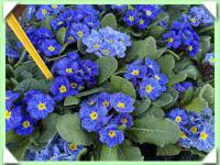 Petrklíč / modrý s pruhy /