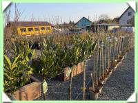 Bobkovišeň na kmínku