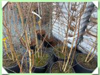 Bříza himalájská - vícekmenná