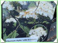 Kalina vrásčitolistá zakrslá