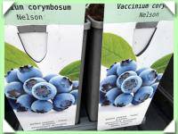 borůvka kanadská - nelson