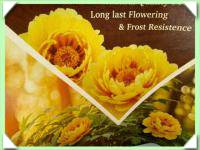 Pivoňka dřevitá / žlutá /