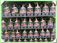 jahodník stáleplodící - plato 10 kusů