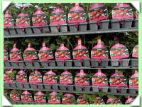 jahodník - plato 10 kusů