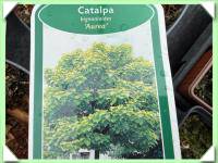Katalpa zlatá - keřová