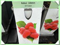 maliník červ. ottawa /stáleplodící/