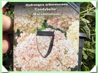 Hortenzie stromečkovitá bílá (kliknout pro zvětšení) Hortenzie stromečkovitá bílá